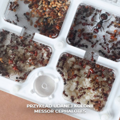 Formicarium ANTGARD PRO