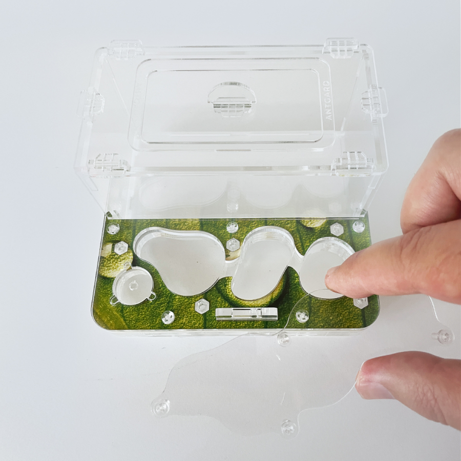 Formicarium + Ants ANTGARD HOUSE MINI Starter Kit