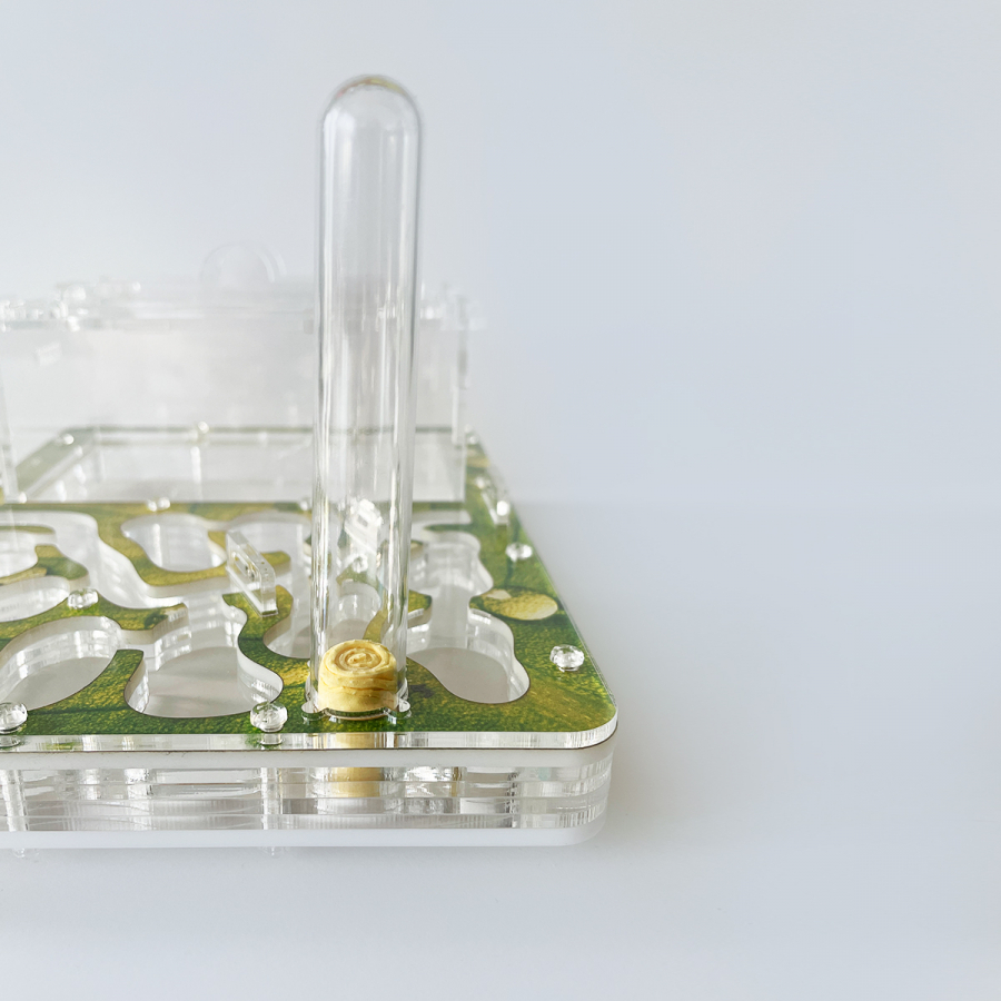 Formicarium + Ants ANTGARD HOUSE Starter Kit