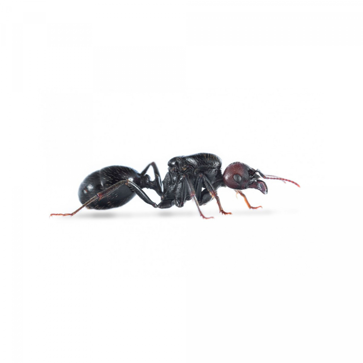 Messor barbarus