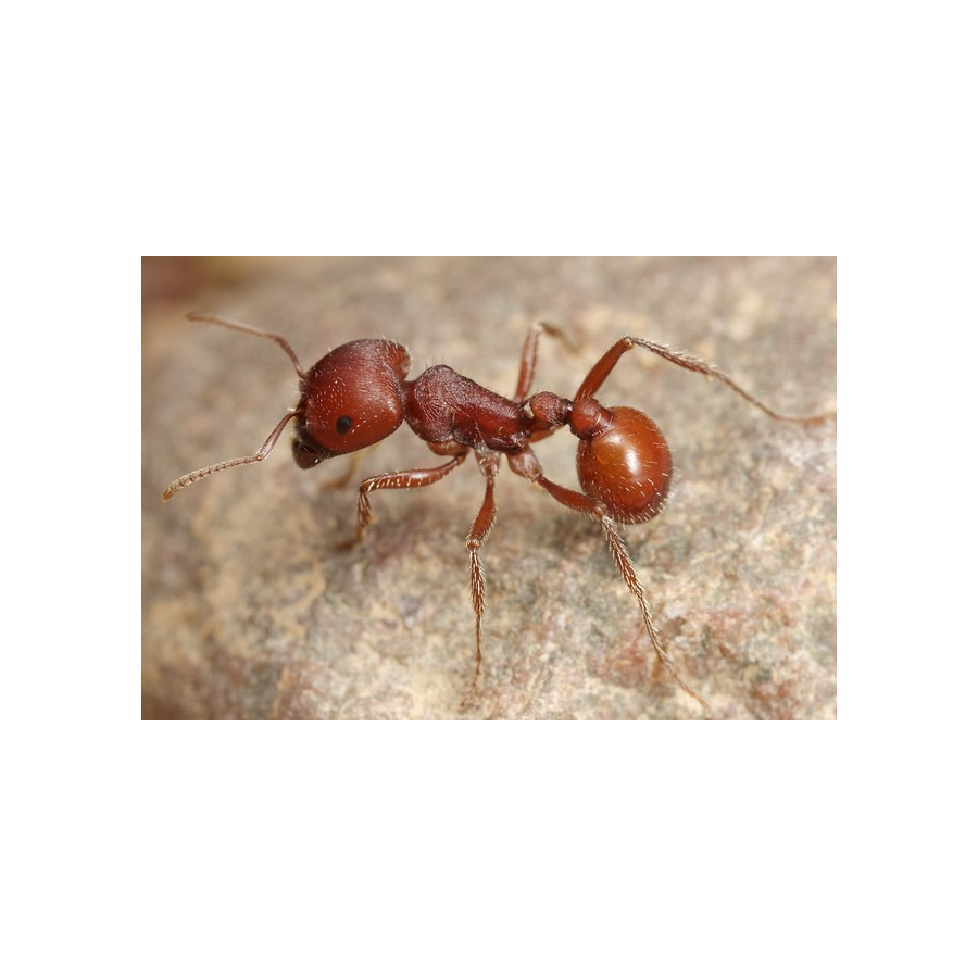 Pogonomyrmex barbatus