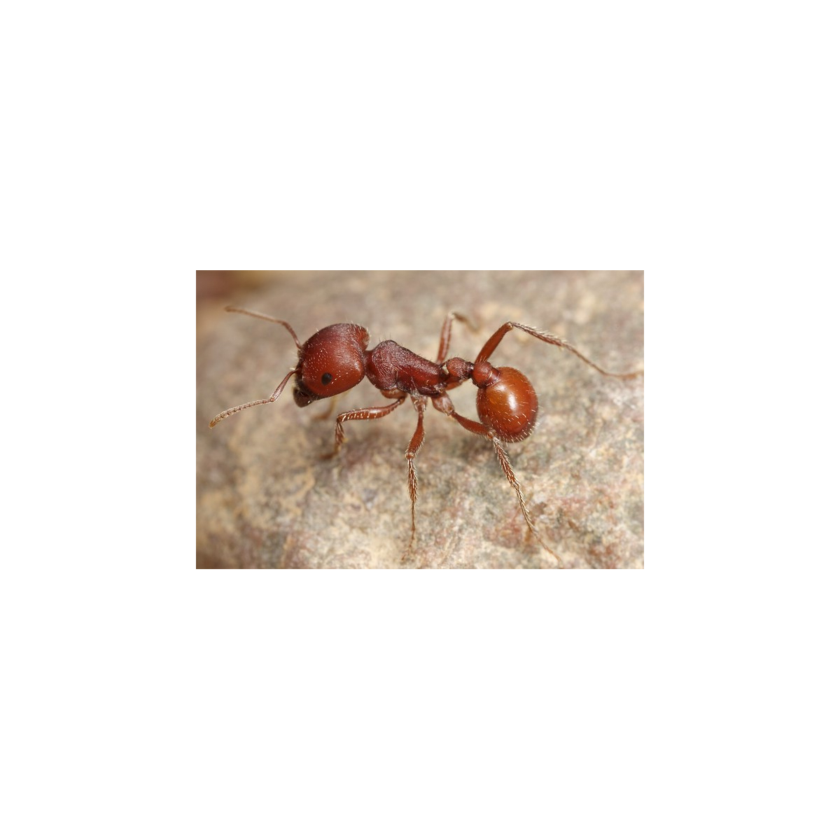 Pogonomyrmex barbatus