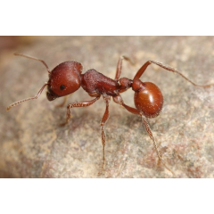 Pogonomyrmex barbatus