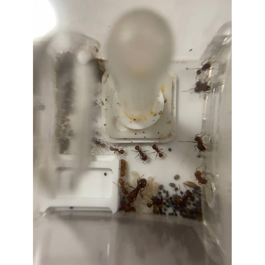 Pogonomyrmex barbatus + formicarium