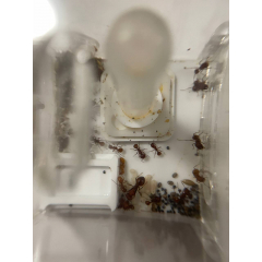 Pogonomyrmex barbatus + formicarium