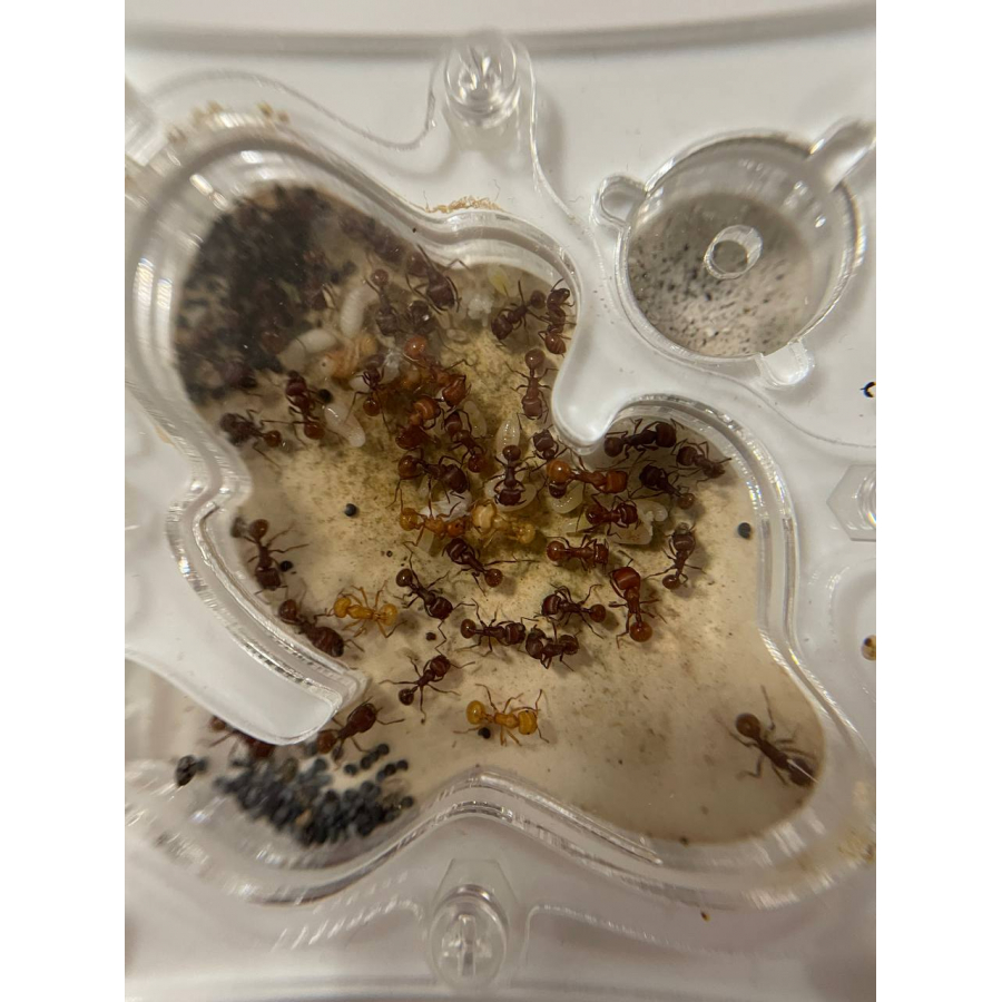 Pogonomyrmex barbatus + formicarium