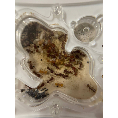 Pogonomyrmex barbatus + formicarium