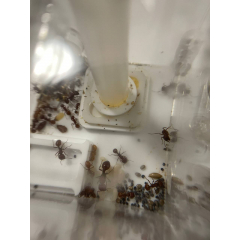 Pogonomyrmex barbatus + formicarium