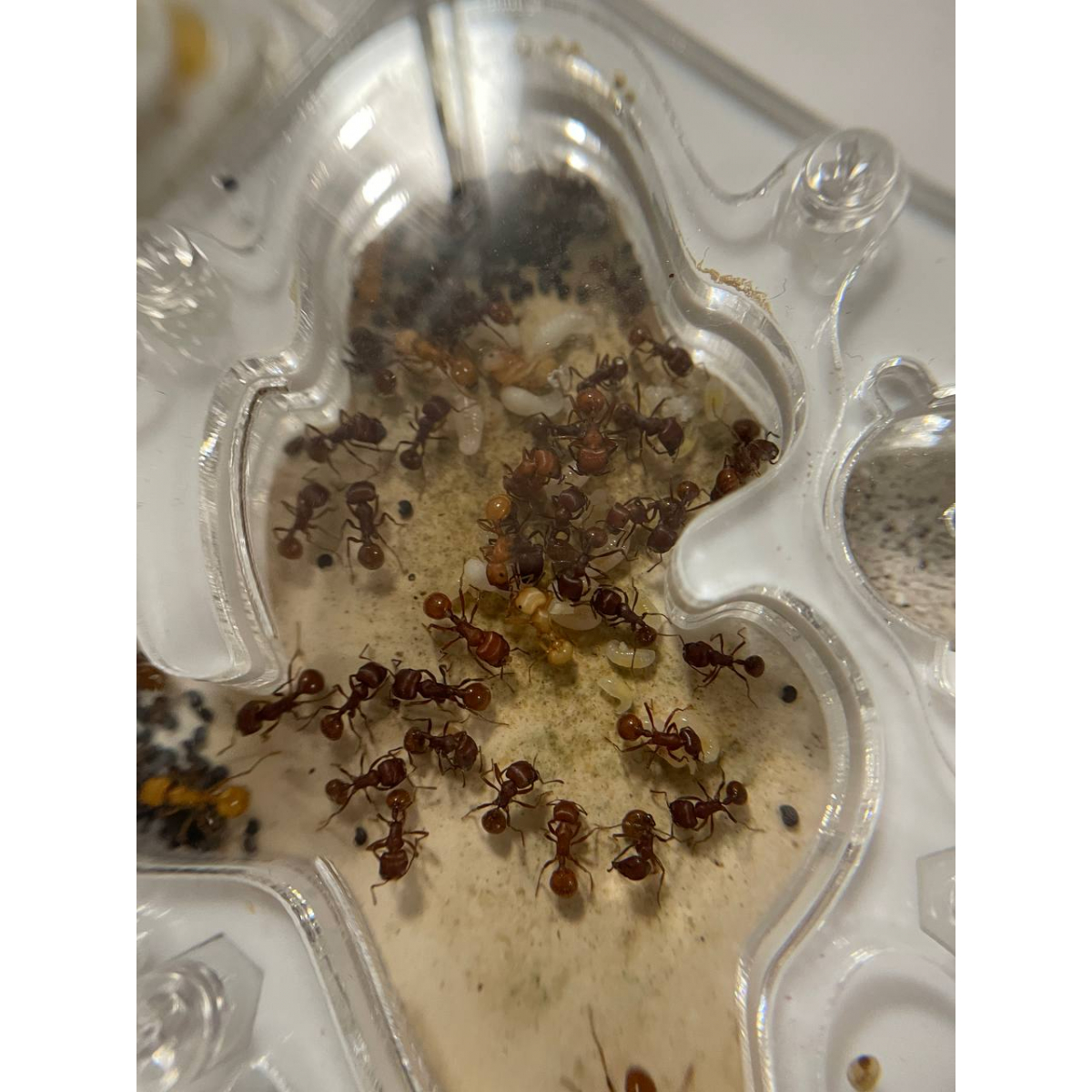 Pogonomyrmex barbatus + formicarium