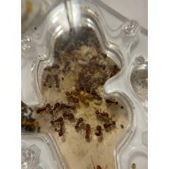 Pogonomyrmex barbatus + formicarium