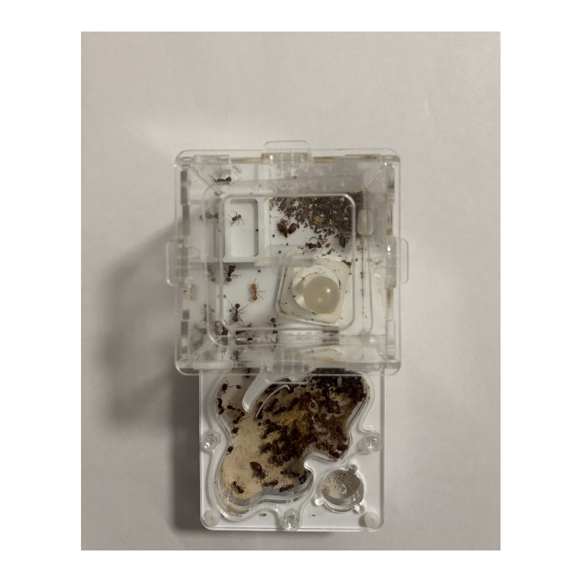 Pogonomyrmex barbatus + formicarium