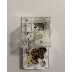 Pogonomyrmex barbatus + formicarium