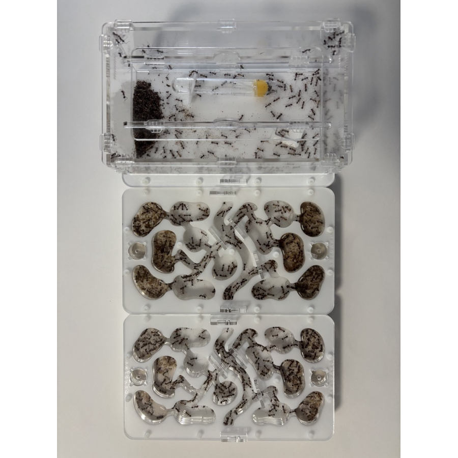 Novomessor cockerelli (Königin + 560+ Arbeiterinnen) Ameisen + formicarium
