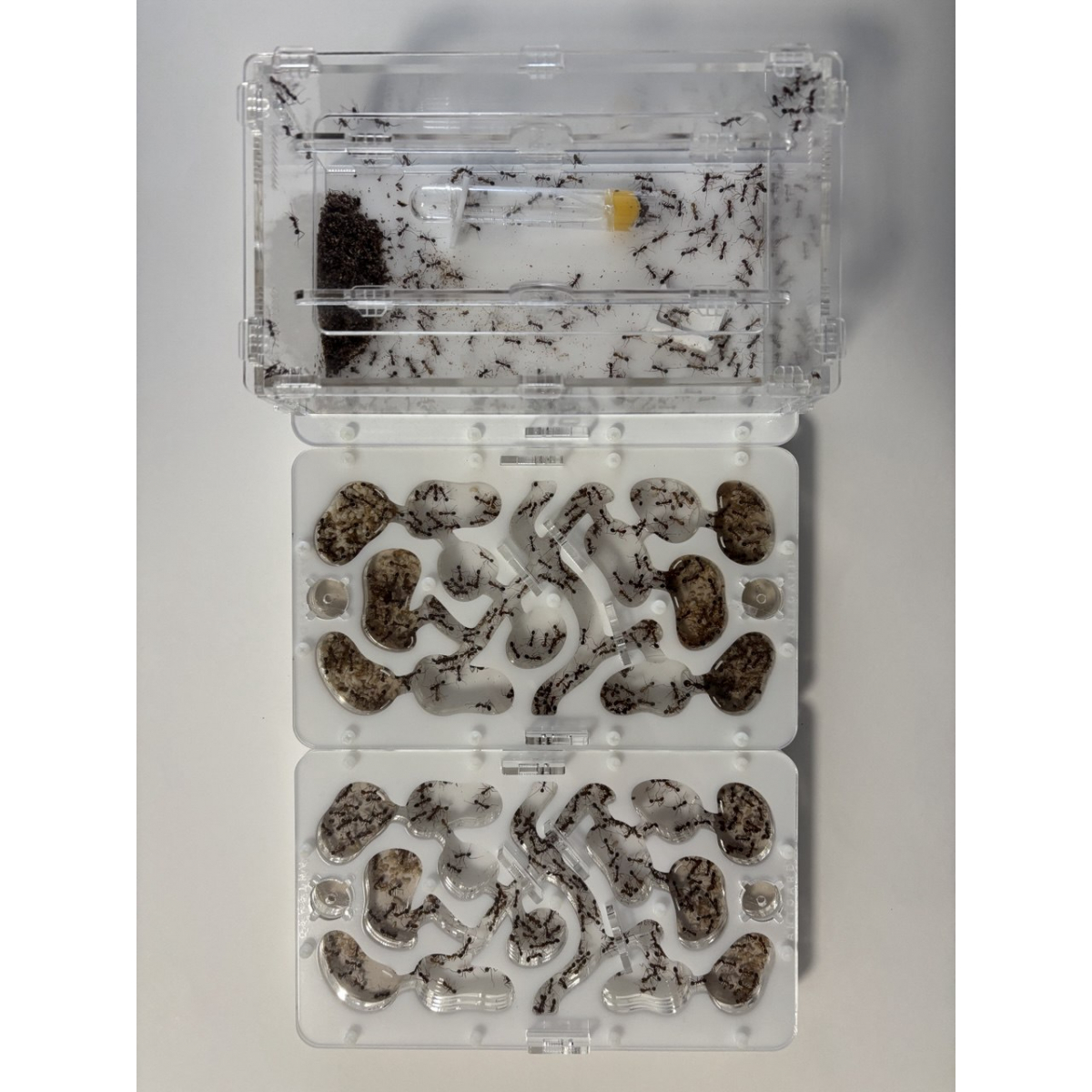 Novomessor cockerelli (Königin + 560+ Arbeiterinnen) Ameisen + formicarium