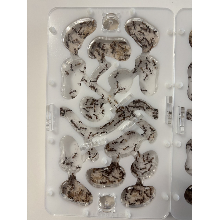 Novomessor cockerelli (Königin + 560+ Arbeiterinnen) Ameisen + formicarium