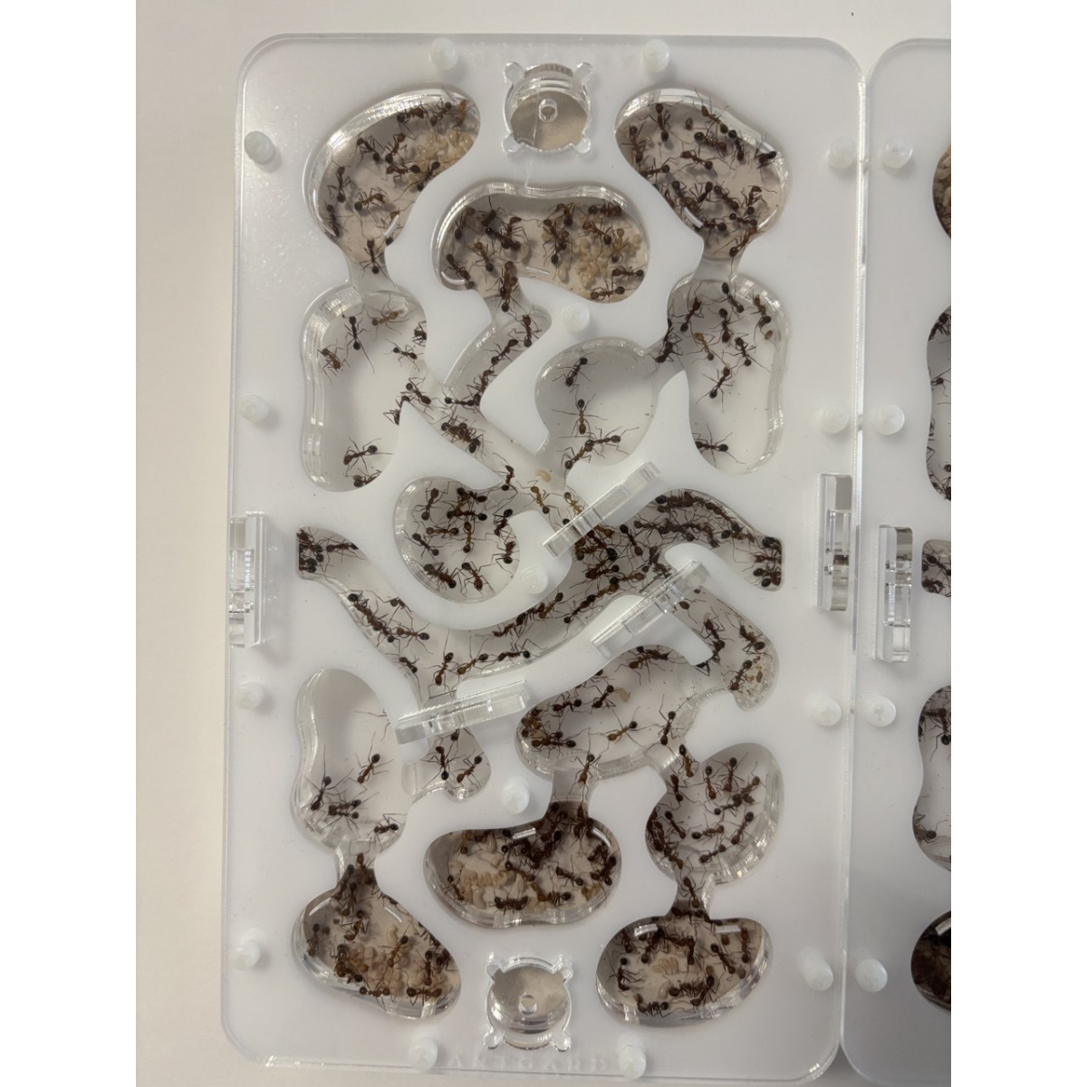 Novomessor cockerelli (Königin + 560+ Arbeiterinnen) Ameisen + formicarium