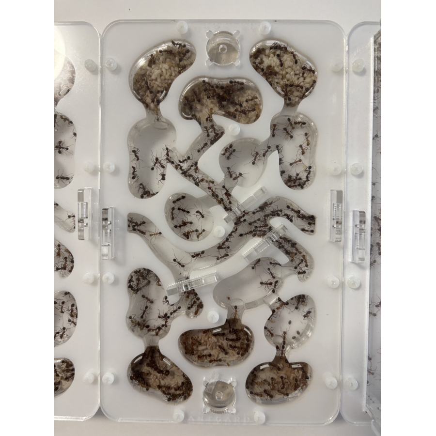 Novomessor cockerelli (Königin + 560+ Arbeiterinnen) Ameisen + formicarium