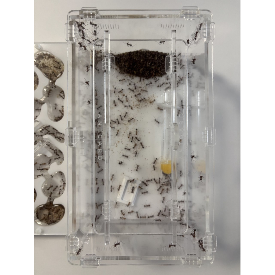 Novomessor cockerelli (Königin + 560+ Arbeiterinnen) Ameisen + formicarium