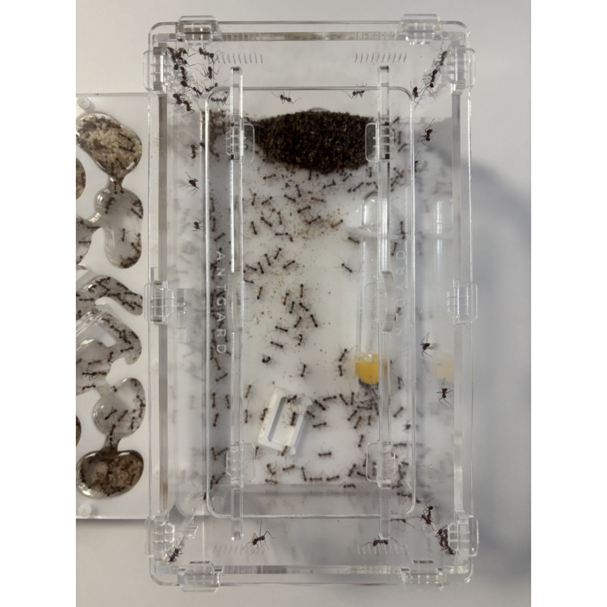 Novomessor cockerelli (Königin + 560+ Arbeiterinnen) Ameisen + formicarium